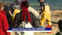Dead Whale Pulled Ashore in Chesapeake Bay