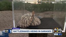 Snake wranglers issue warning for Valley homeowners for snakes hiding in garages