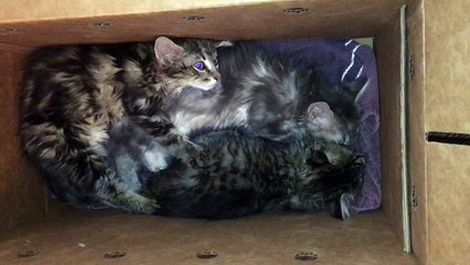 Jack, Chrissy, and Janet form a post-surgery cuddle-puddle!