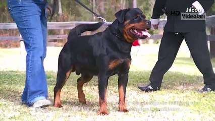 호랑이 vs 개 싸움 사람들은 개와 개 공격 vs 호랑이 정보