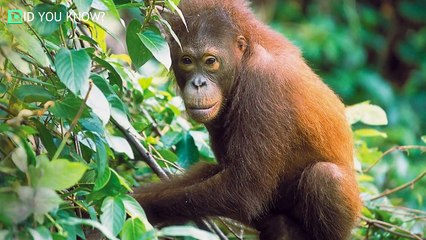 Clever Orangutan Repays The Man Who Gives Him A Treat In A Shocking Way
