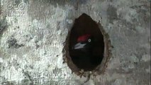 出穂宏光　巣の外に木屑を投げる鳥