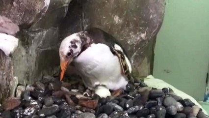 [영상] '국내 희귀' 남극 젠투펭귄, 새끼 첫 부화 / YTN