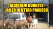 Uttar Pradesh police jailed eight donkeys for destroying expensive plants | Oneindia News