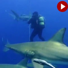 Köpek balıklarıyla birlikte yüzdü