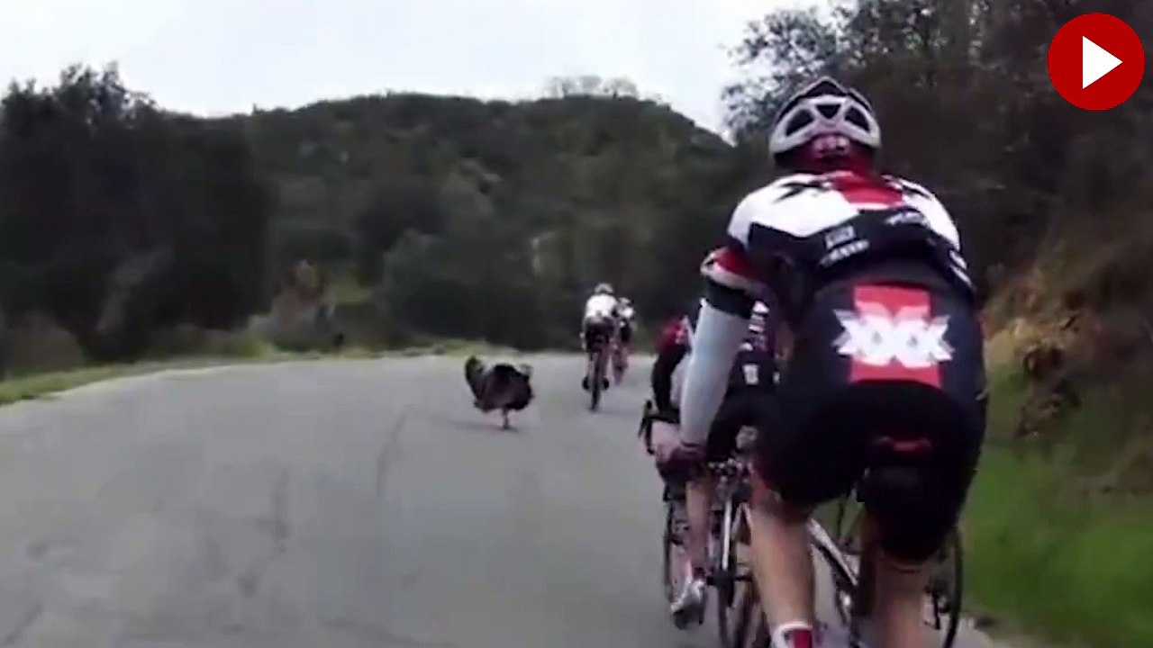 Bisiklet yarışına tavus kuşu karıştı