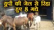 UP Police jailed 8 donkeys for destroying costly plants | वनइंडिया हिंदी