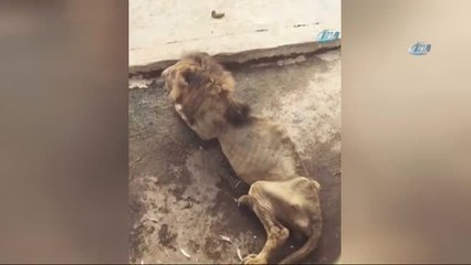 Bangladeş'teki Aslanın Görüntüsü Yürekleri Burktu