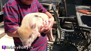 REAL SURPRISE Snorting PIGS! Horse   Farm Animals - Sheep and Goats Making Noise HobbyBabyTV-F4TfPYiY-r8