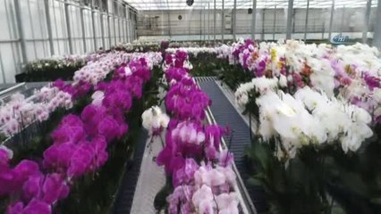 Orkide İthalatına Adana'dan Yerli ve Milli Çözüm