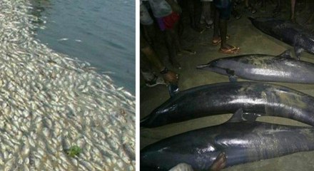 அடையாறு முகத்துவாரத்தில் இறந்து கரை ஒதுங்கிய ஆயிரக்கணக்கான மீன்கள்- வீடியோ