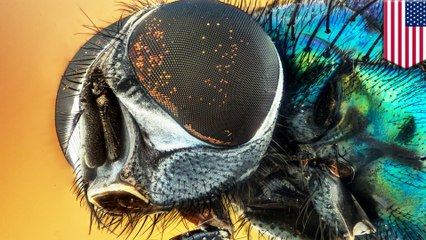 Flies loaded with more harmful bacteria than previously thought