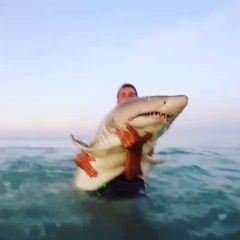 Ce taré attrape un requin à main nu et le sort de l'eau