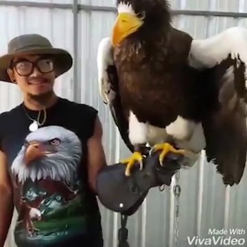 Ce dresseur passionné d'aigles nous montre son plus gros spécimen! magnifique