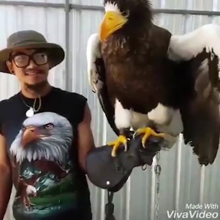 Ce dresseur passionné d'aigles nous montre son plus gros spécimen! magnifique