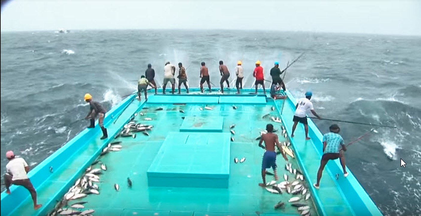 Catching tuna Maldivian style