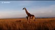 Lion kills giraffe calf in Maasai Mara, Kenya