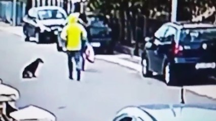 Un chien errant protège une femme d'un vol à l'arraché