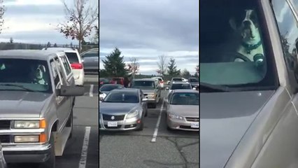 Un chien impatient klaxonne au volant d'une voiture