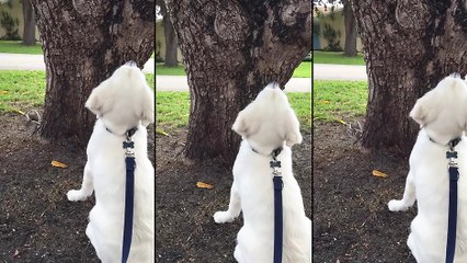 Un chien qui cherche un écureuil