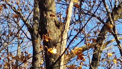 Pileated woodpecker....Dryocopus pileatus
