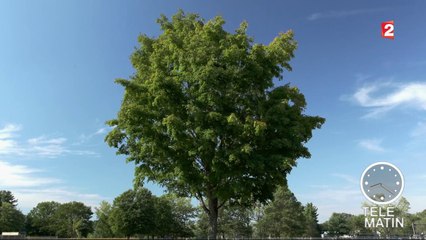 Sciences - Dans le secret des arbres