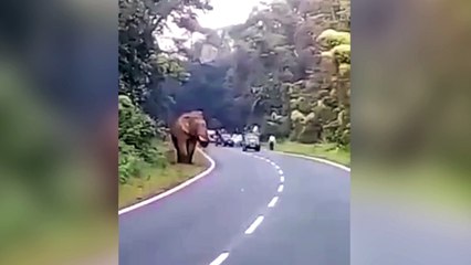 Elefante mata a un hombre que quiso fotografiarlo de cerca.- Imágenes que pueden herir su sensibilidad