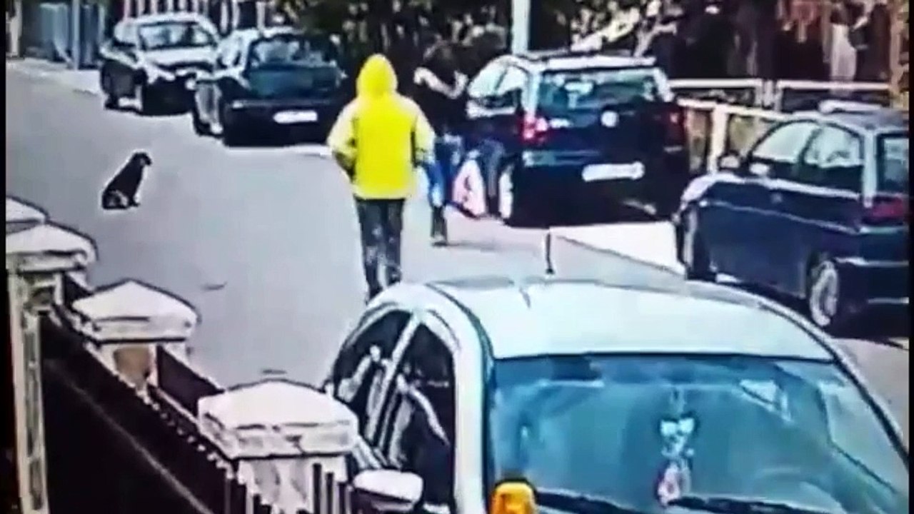 Ce chien errant est un héro !