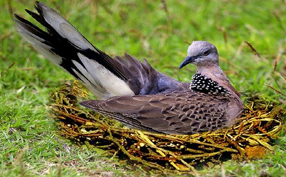 Giờ mới biết loài chim cu gáy còn làm tổ ngay trên mặt đất