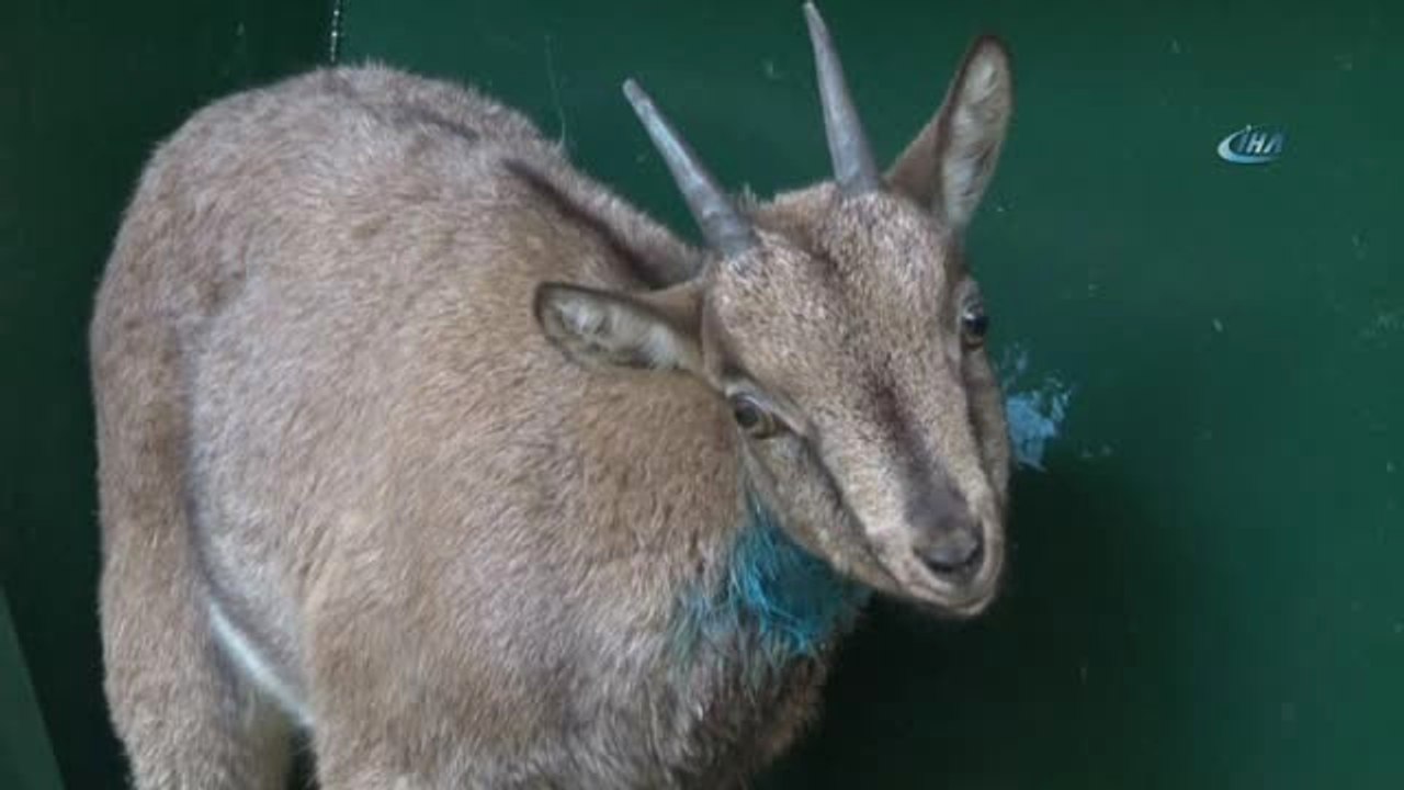 Köpeklerin Saldırdığı Dağ Keçisi Tedavi Altına Alındı