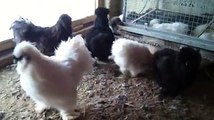 black and white silkie chickens egg laying by Taimoor...