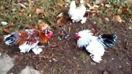 mottled cochin bantam chickens by Taimoor...