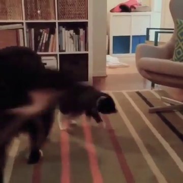 Ce bébé chat est un vrai NINJA et part à l'assaut de ce gros chien !!