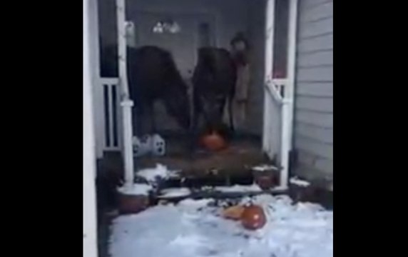 2 élans dévorent des citrouilles sur le porche d'une maison !