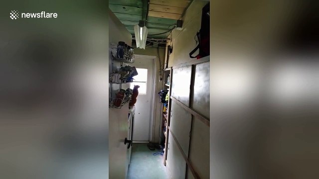 Cat tries to jump onto shelf, fails