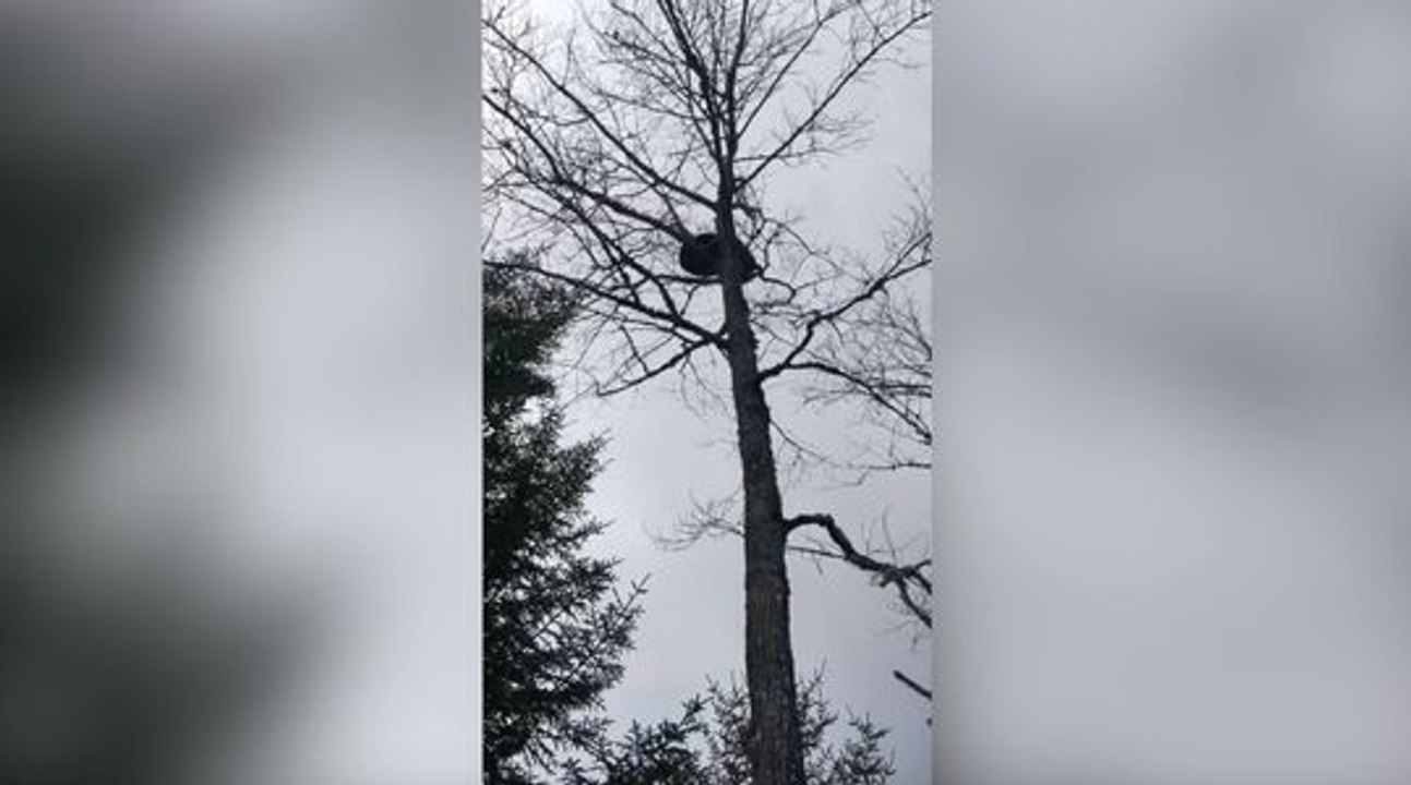 Cet ours a une drôle de façon de se défendre !
