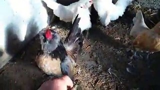 Little rooster attack funny video by Taimoor...