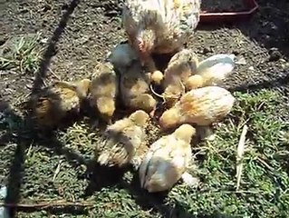 Botted bantam hen with chicks by Taimoor...