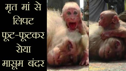 Tamil Nadu: मां से लिपट कर रोया मासूम Monkey, Social Media पर Photo Viral । वनइंडिया हिंदी