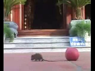 CHÚ CHUỘT BIẾT CHẮP TAY VÁI LẠY PHẬT