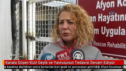 Kanala Düşen Kızıl Geyik ve Yavrusunun Tedavisi Devam Ediyor