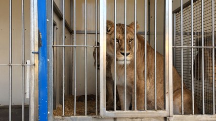 Naissance de deux lionceaux au cirque de Rome