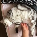 Kucing Lucu Sangat Menggemaskan Terbaru 2017 | #002
