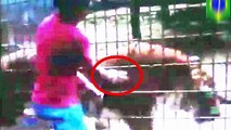 Tiger attacks boy  Father allows son to climb over fence to feed tiger at zoo in Cascavel, Brazil