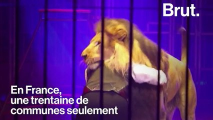 Des associations demandent l’interdiction d’animaux sauvages dans les cirques