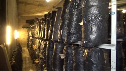 Ev Hanımıydı, Devlet Desteğiyle Evinde İstiridye Mantarı Yetiştirmeye Başladı