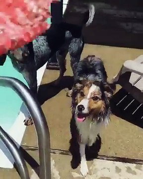 Chien saute sur un autre chien dans une piscine
