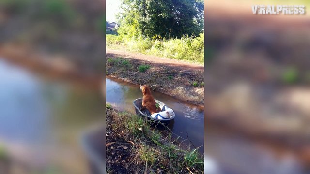 Two Dogs Floating In Bath Tub