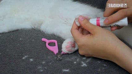 두근두근 고양이 발바닥 낙서 [크림에스테틱]