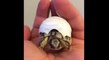 Baby Tortoise Has Trouble Hatching From His Shell
